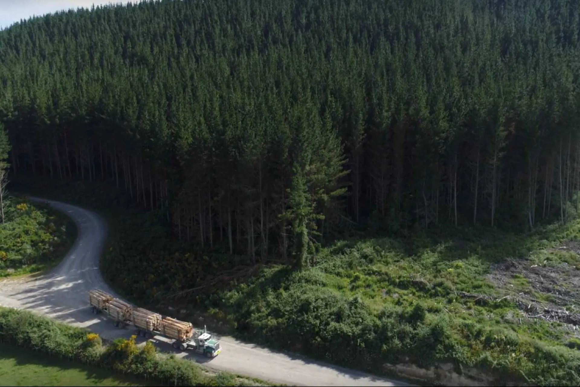 ABODO wood growing more for less